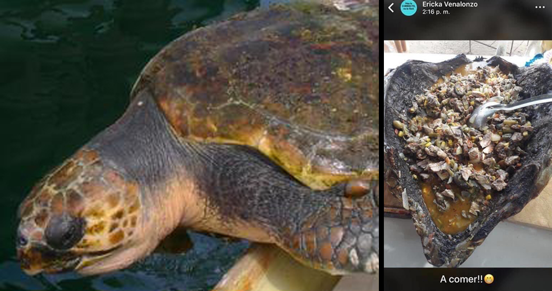 México es el país con mayor diversidad de tortugas marinas y las están exterminando; regidora de Morena presume consumo