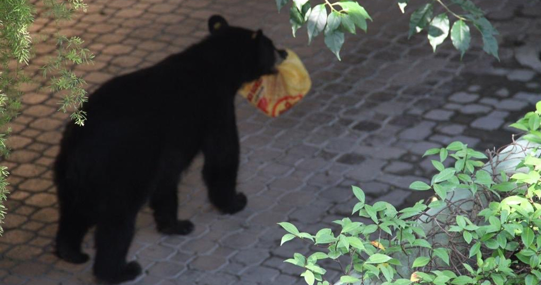 Oso roba orden de Pollo Loco en Nuevo León; otro oso similar es buscado por la Profepa