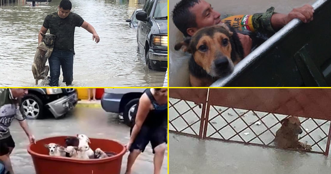 Perros de Reynosa conmocionan a la Red; unos son rescatados, otros luchan por sobrevivir a las inundaciones por Hanna