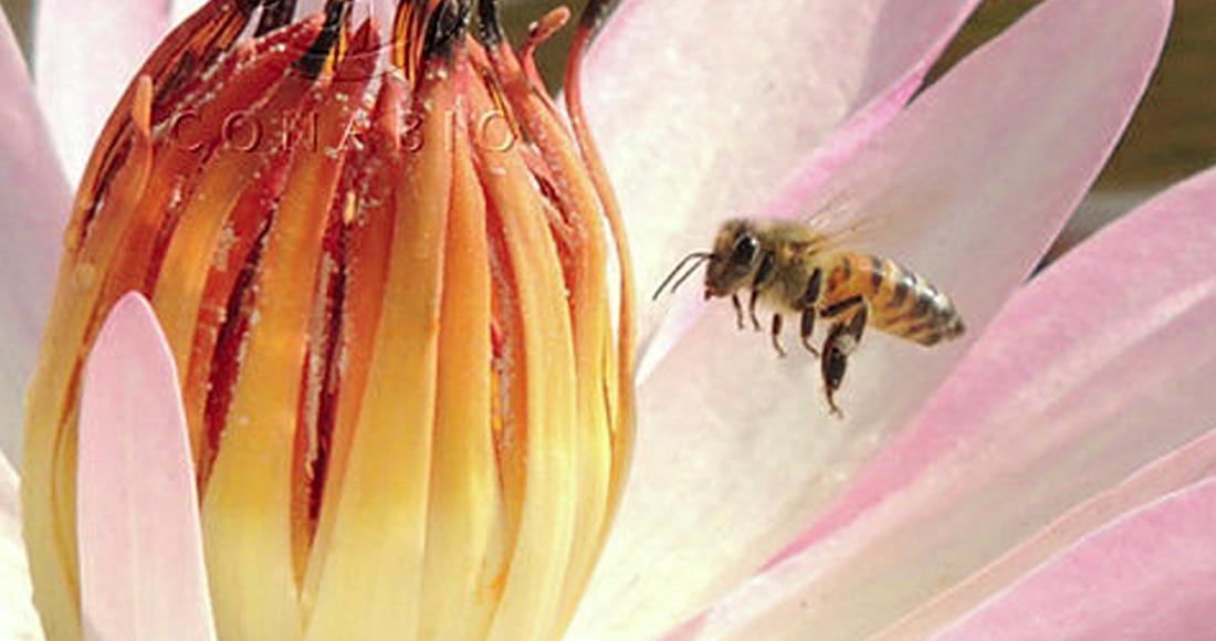 Parálisis crónica, la peligrosa amenaza viral que mata a las abejas en todo el mundo