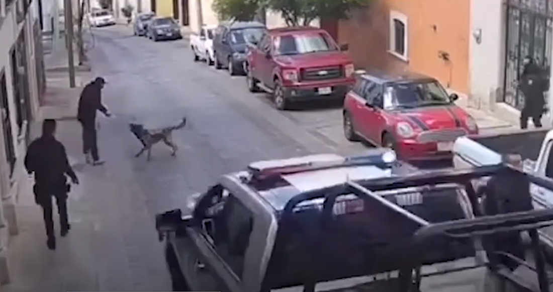 Rocko, un perro policía de Zacatecas, enfrenta a sujeto que lo agrede con un arma
