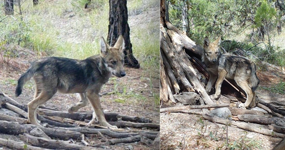 La Conanp registra el nacimiento de 2 cachorros de lobo mexicano, especie en peligro de extinción