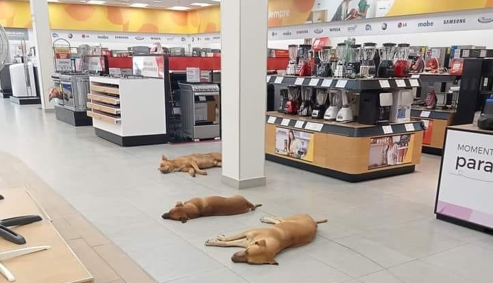 Salinas Pliego permitie a perros refugiarse de ola de calor en sus tiendas y los lomitos le toman la palabra