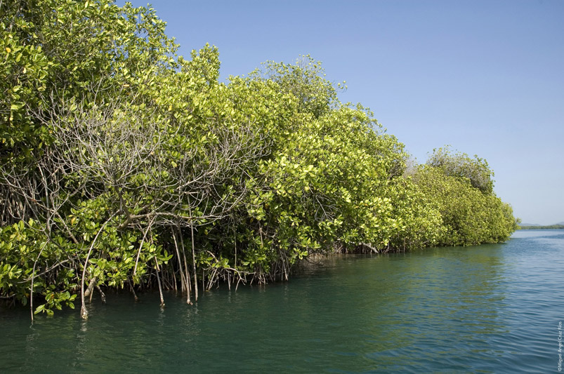 Tres cuartas partes de los manglares se encuentran en riesgo de desaparecer: ONU