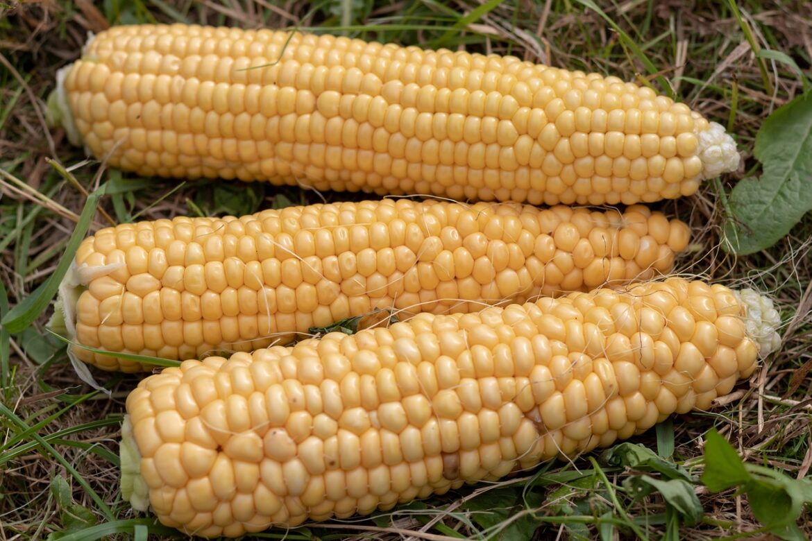 EU solicitará un panel de resolución por desacuerdos en torno al maíz transgénico