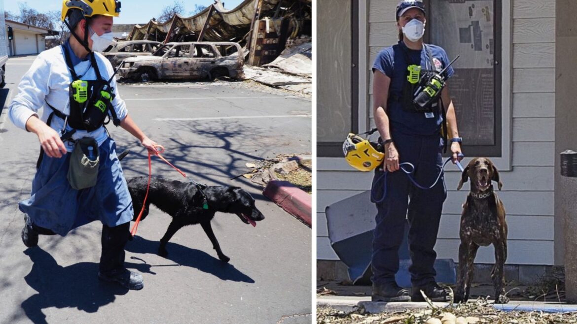 Una brigada de perros rescata a las víctimas del incendio en Hawái