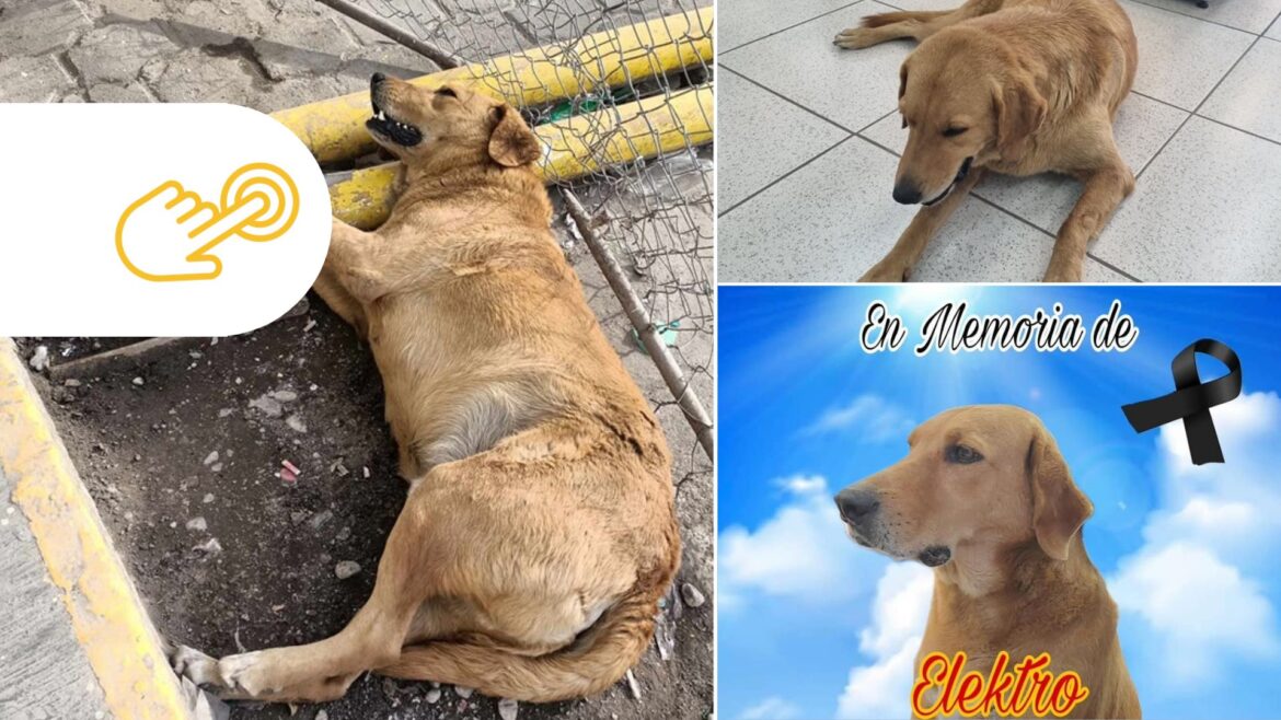 Elektro, un perro adoptado por trabajadores en Coahuila, fallece de un infarto provocado por la pirotecnia