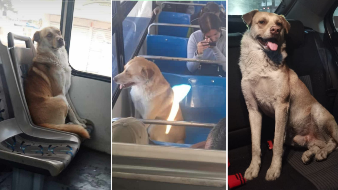 Perro viajero es fotografiado a bordo de unidades de transporte público; su dueña lo buscaba