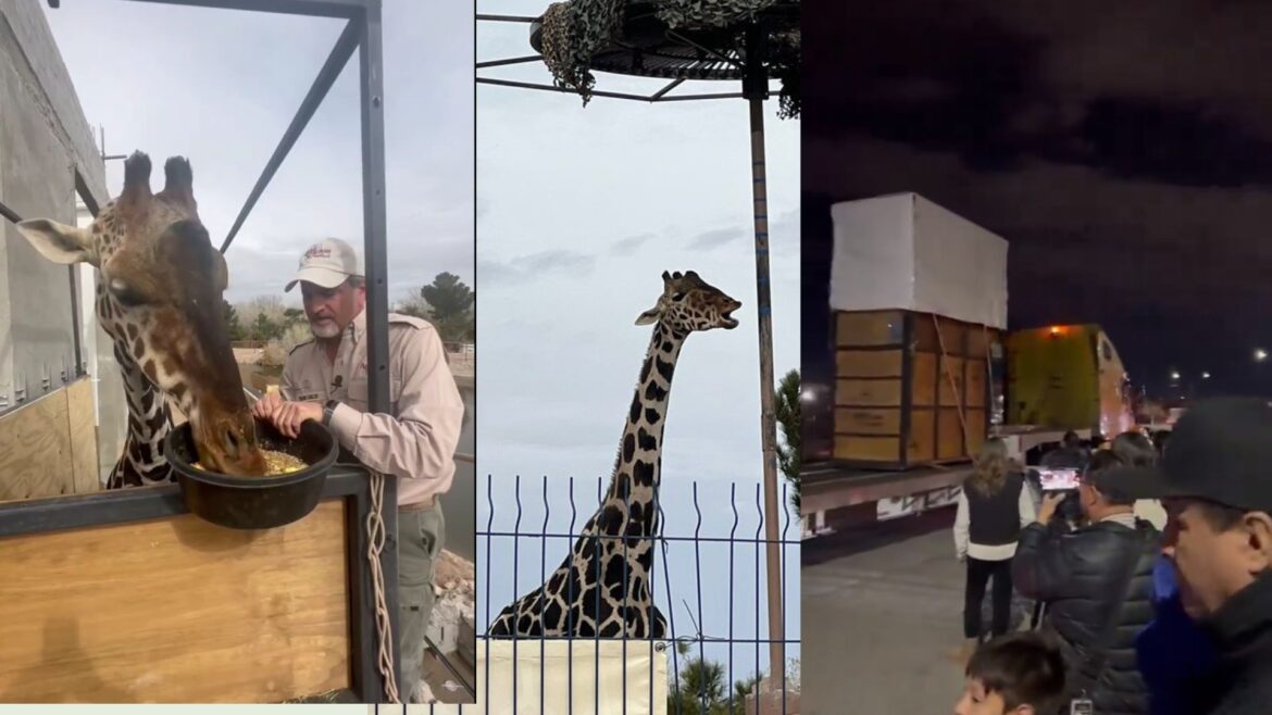La jirafa Benito inicia su viaje con destino a Africam Safari después de 8 meses de trámites