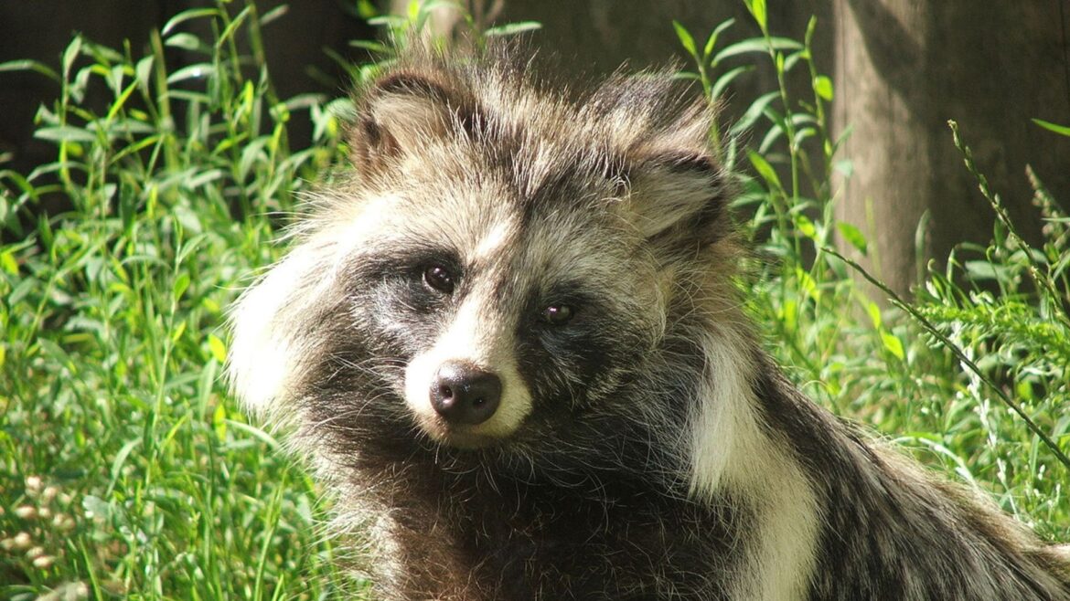 Nuevas pistas sobre el origen de la pandemia: 6 animales salvajes en el mercado de Wuhan como posibles transmisores del Covid