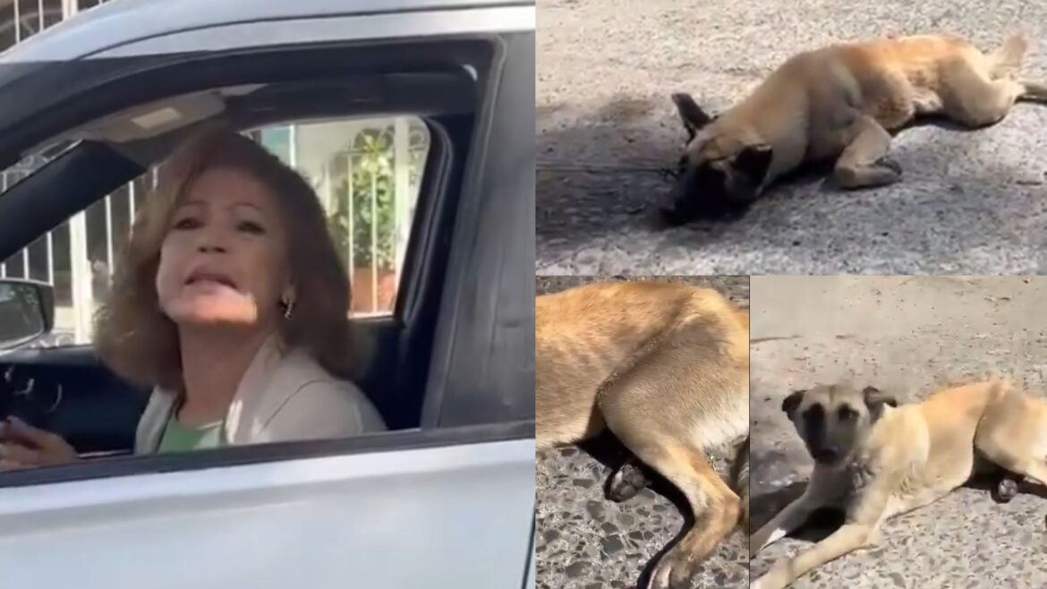 Mujer es detenida en Tlaquepaque, Jalisco, por arrastrar a un perro con su camioneta