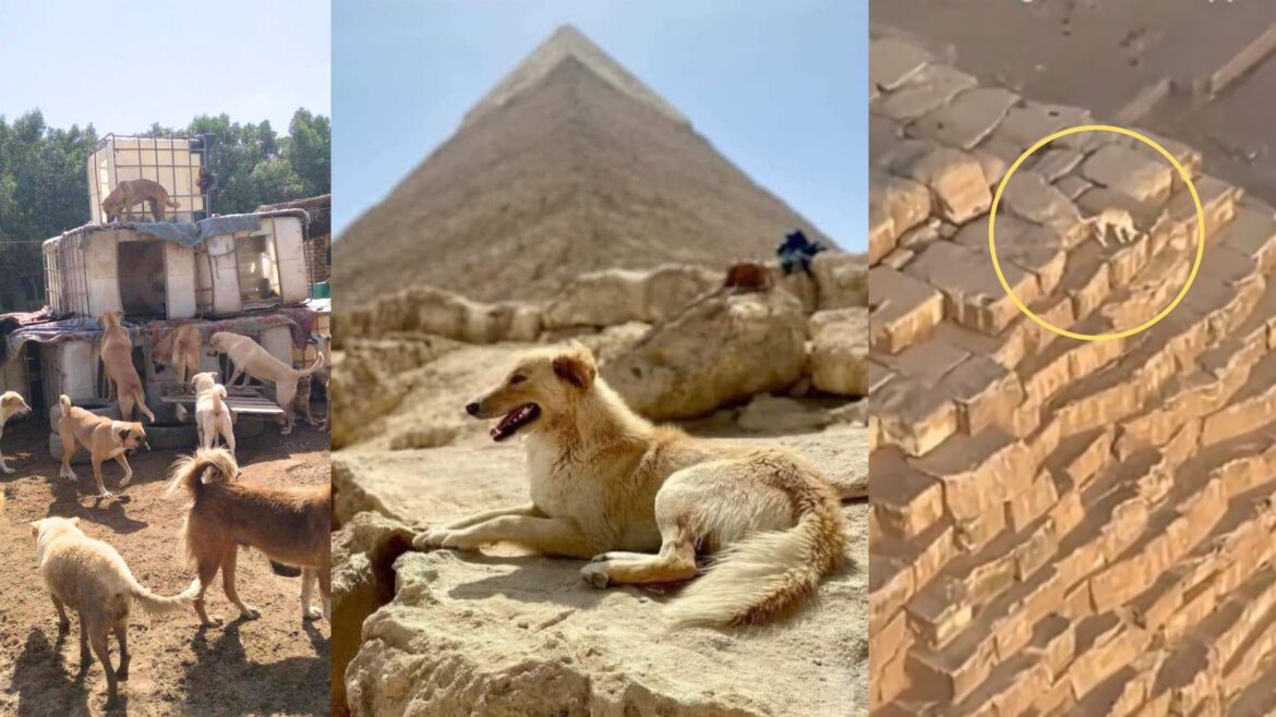 Resuelto el misterio de los perros escaladores de pirámides en Egipto: tienen su propio centro de entrenamiento