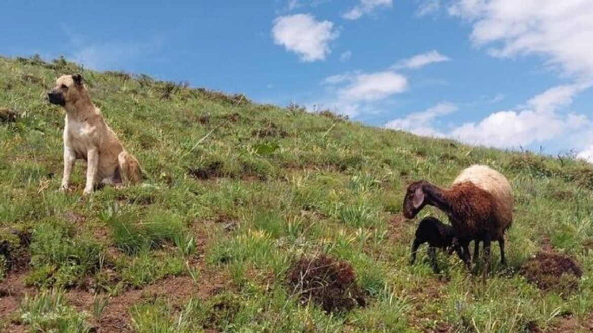 Héroe en cuatro patas: Perro Kangal desaparecido es hallado protegiendo a oveja que daba a luz en plena montaña