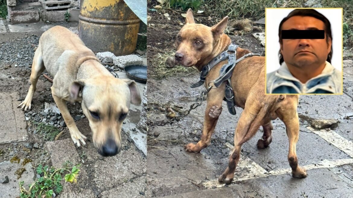 Sujeto es detenido por maltratar a tres perros en Tecámac, Edomex