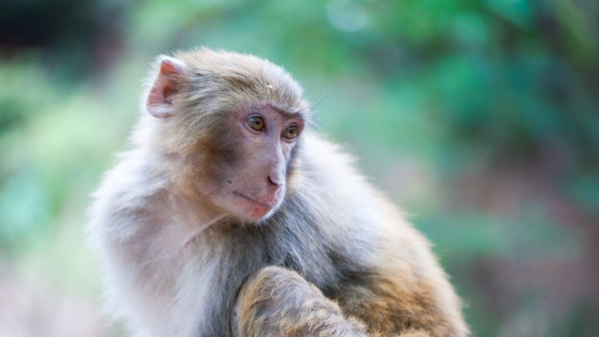 Escapan 43 Macacos Rhesus de Laboratorio en Yemassee; Autoridades Buscan Capturarlos