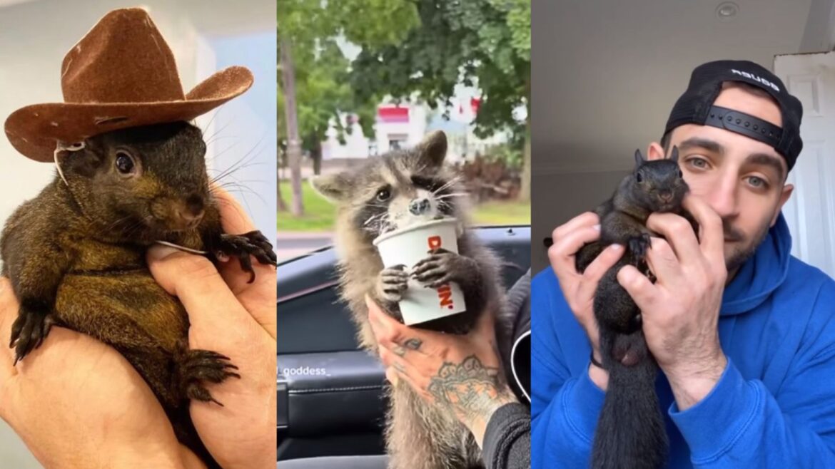 Autoridades de EU confiscan y sacrifican a Peanut, la famosa ardilla de TikTok, junto a su compañero mapache en Nueva York