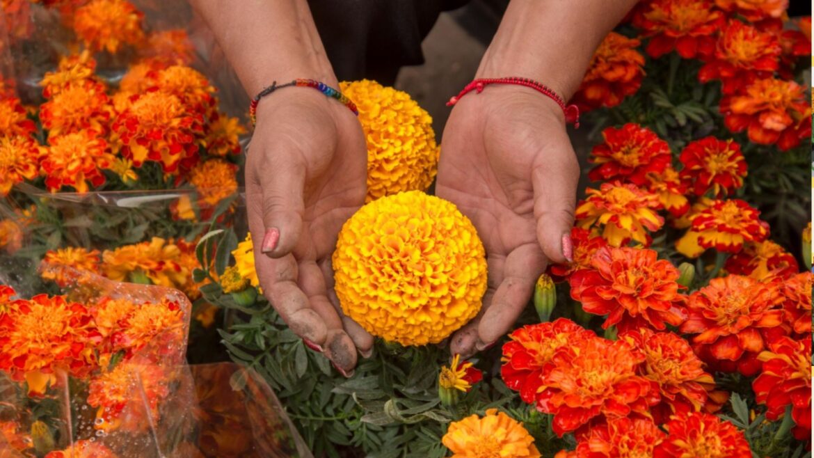 México identifica 35 variedades de cempasúchil, un legado prehispánico que florece en la celebración del Día de Muertos