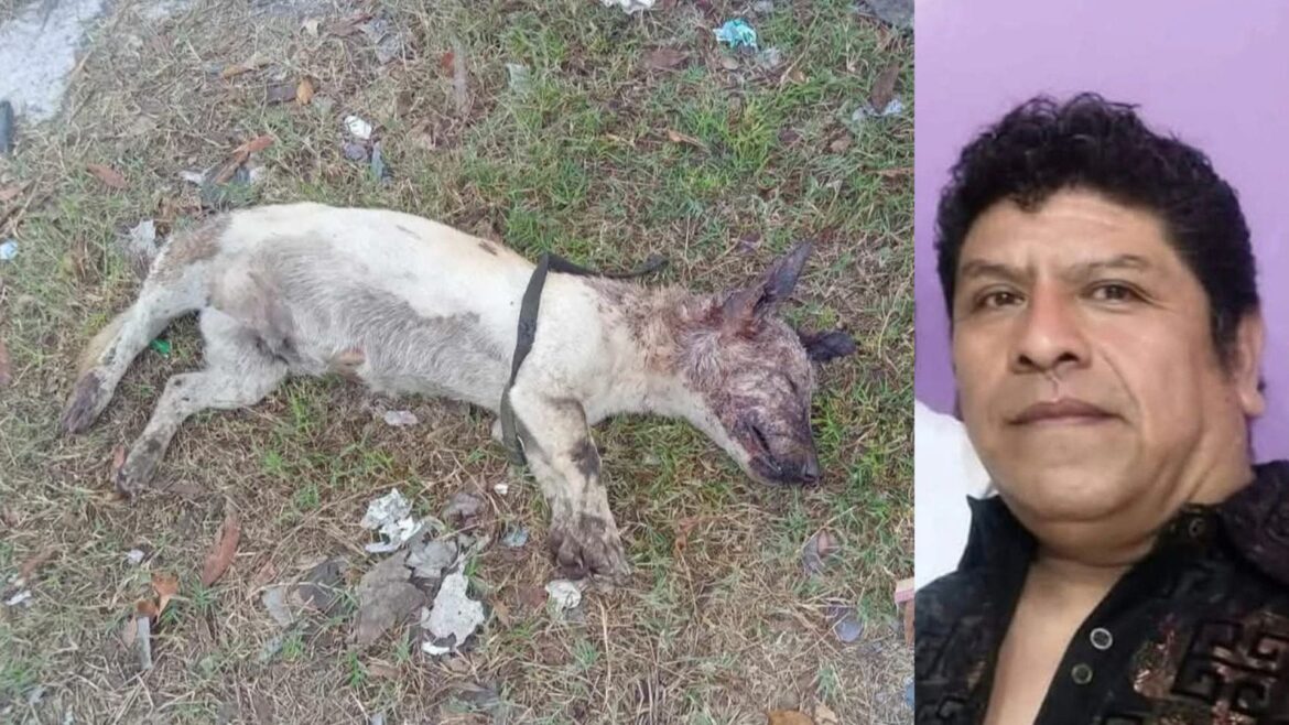 Taquero en Apodaca, NL, arroja aceite hirviendo a una perrita y le causa la muerte porque le pidió comida