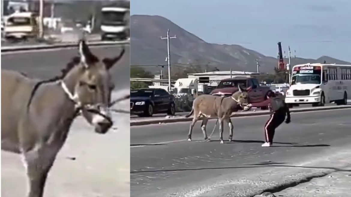 Jóvenes estudiantes salvan a un burro en peligro en plena carretera de Castaños, Coahuila