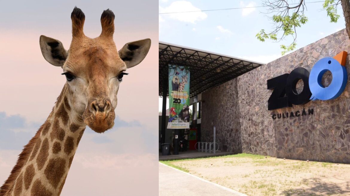 Una jirafa en el Zoológico de Culiacán es reportada como desaparecida