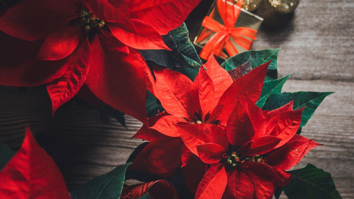 La flor de nochebuena: orgullo mexicano y símbolo navideño con más de 100 variedades