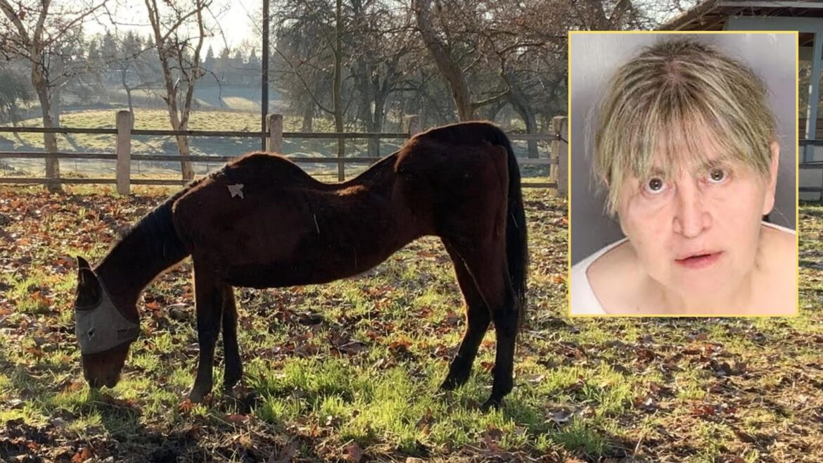 Una mujer es arrestada en California por crueldad animal tras provocar la muerte de 27 caballos y maltratar a 16 más