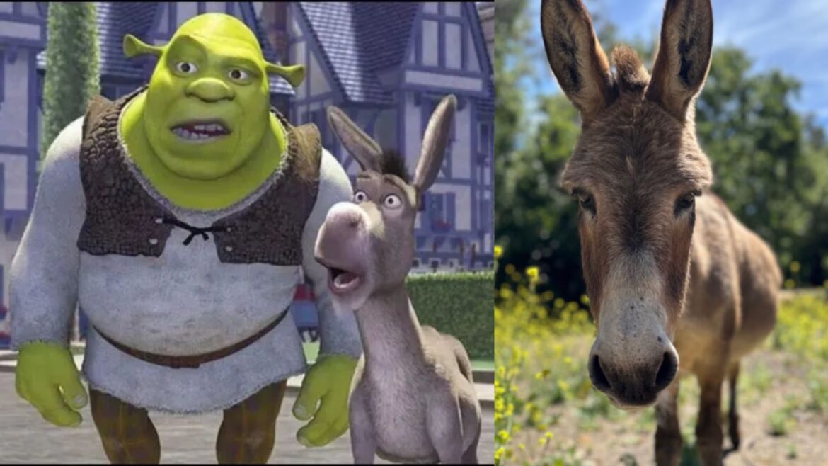 Fallece Perry, el burro que inspiró al personaje de Burro en “Shrek”, a los 30 años