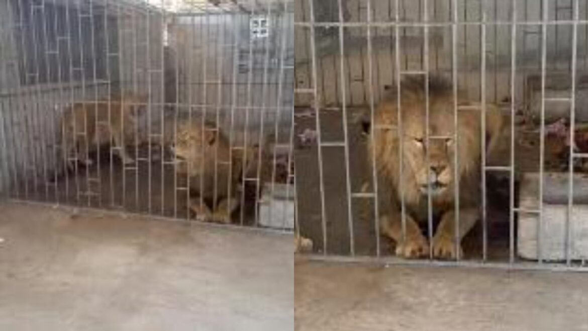 Rescatan dos leones en Puebla tras operativo conjunto de la Fiscalía y PROFEPA