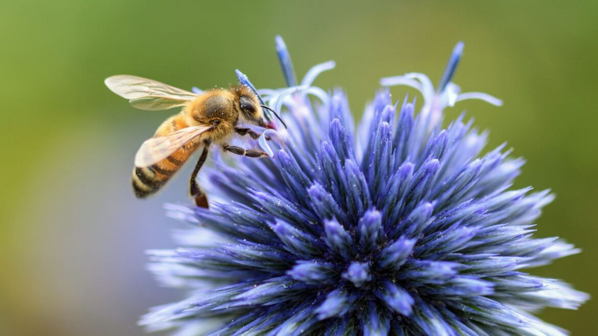 Contaminación del aire amenaza a las abejas melíferas, advierte estudio