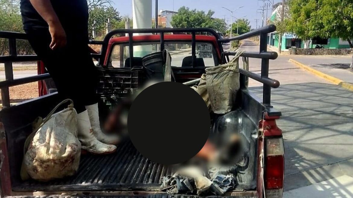 Explosión de artefacto improvisado en Michoacán deja dos jornaleros muertos, uno era menor de edad