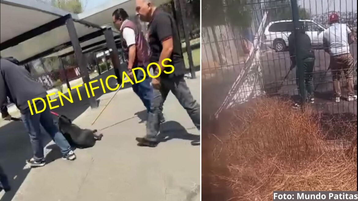 Denuncian maltrato animal en el IPN tras desalojo de perros en ESIME Zacatenco