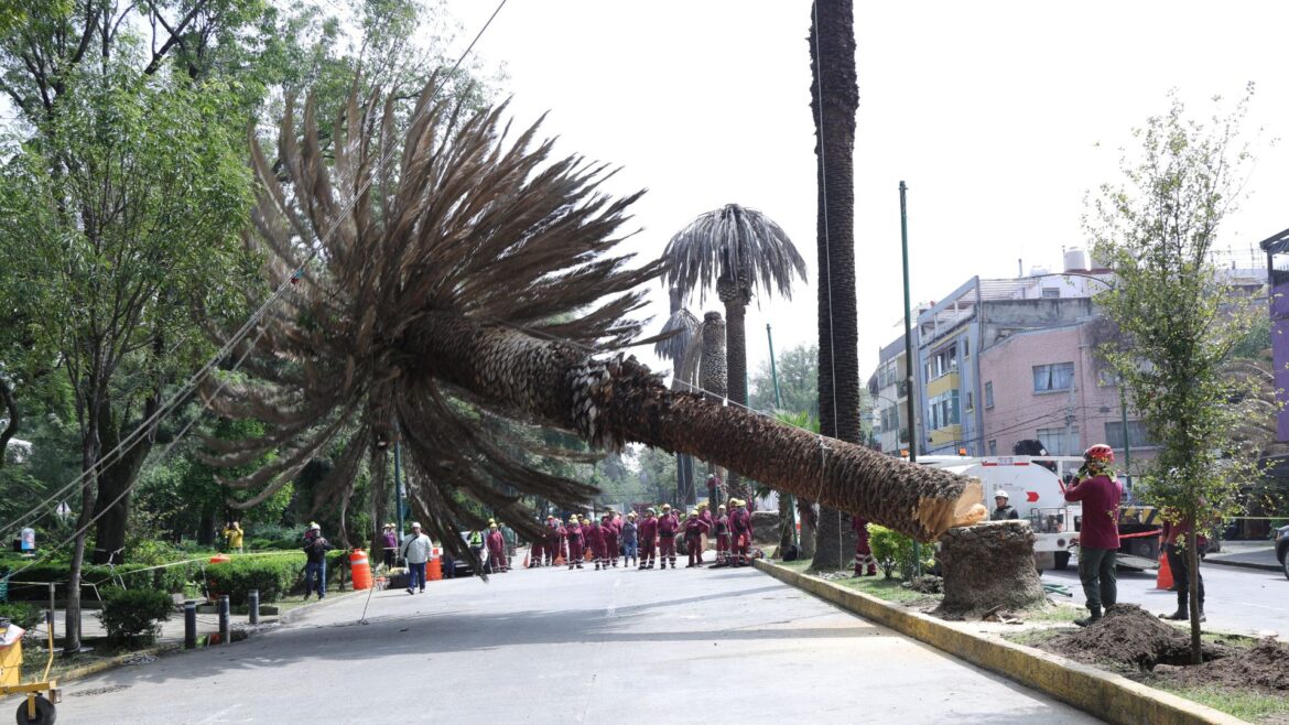 La CDMX busca remplazar 1500 palmeras enfermas por árboles nativos